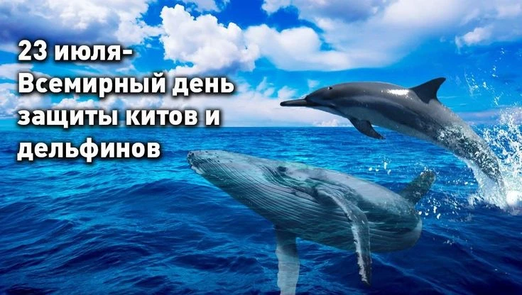 23 июля отмечается Всемирный день китов и дельфинов. Этот экологический праздник призван привлечь вн
