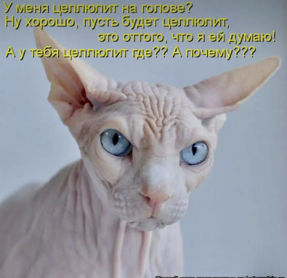 🍊 Апельсиновая корка: как сделать целлюлит менее заметным