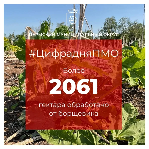 ⚡Борщевик — промежуточные итоги сезона в цифрах