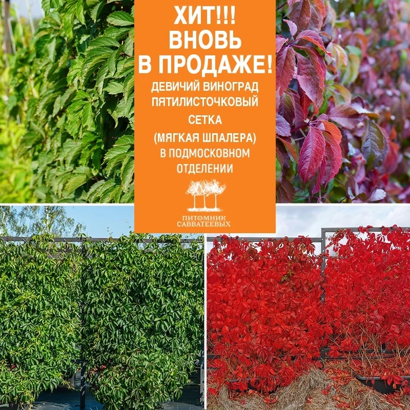 СУПЕР-ХИТ СНОВА В ПРОДАЖЕ!