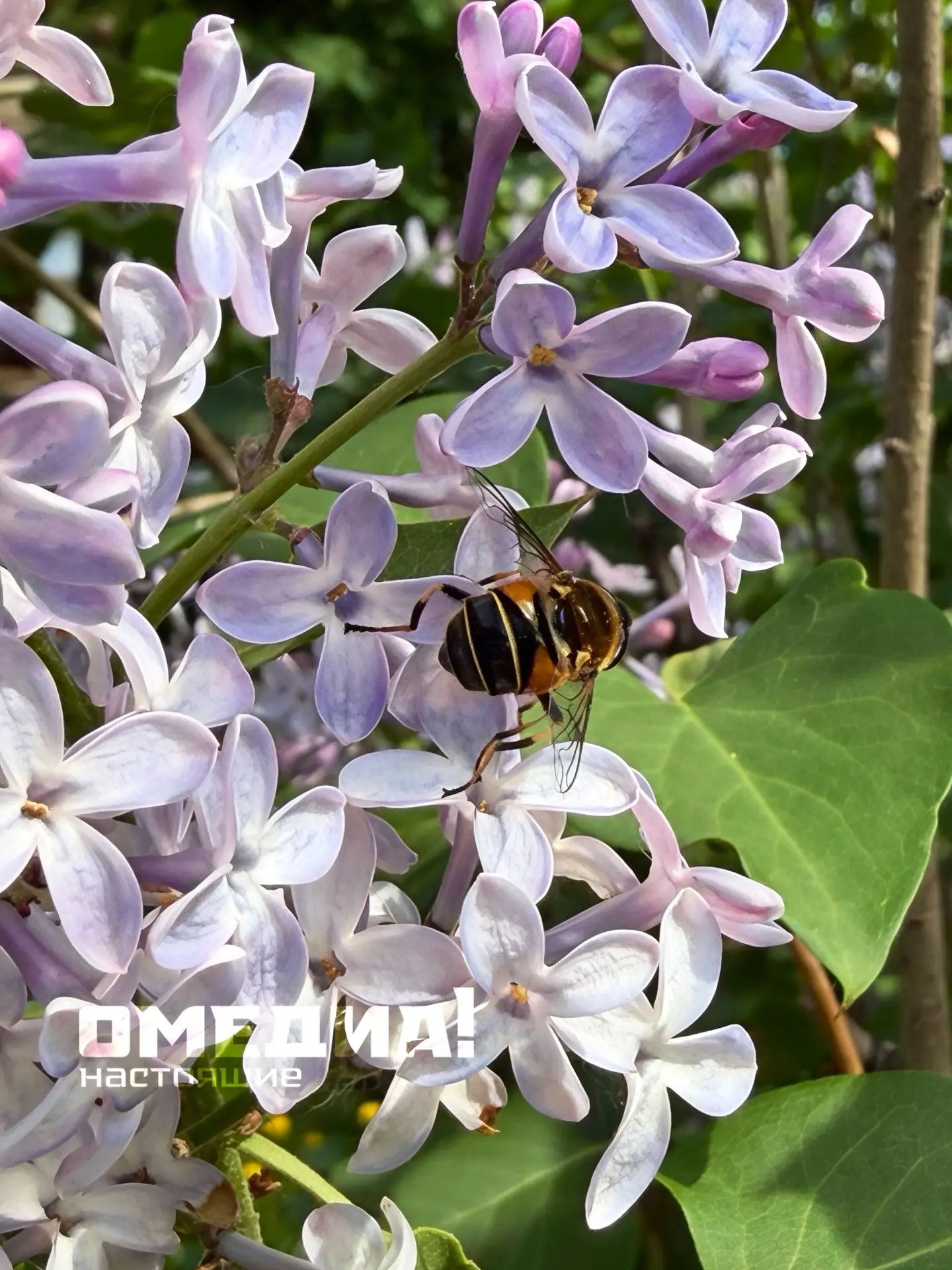 Жужа🐝