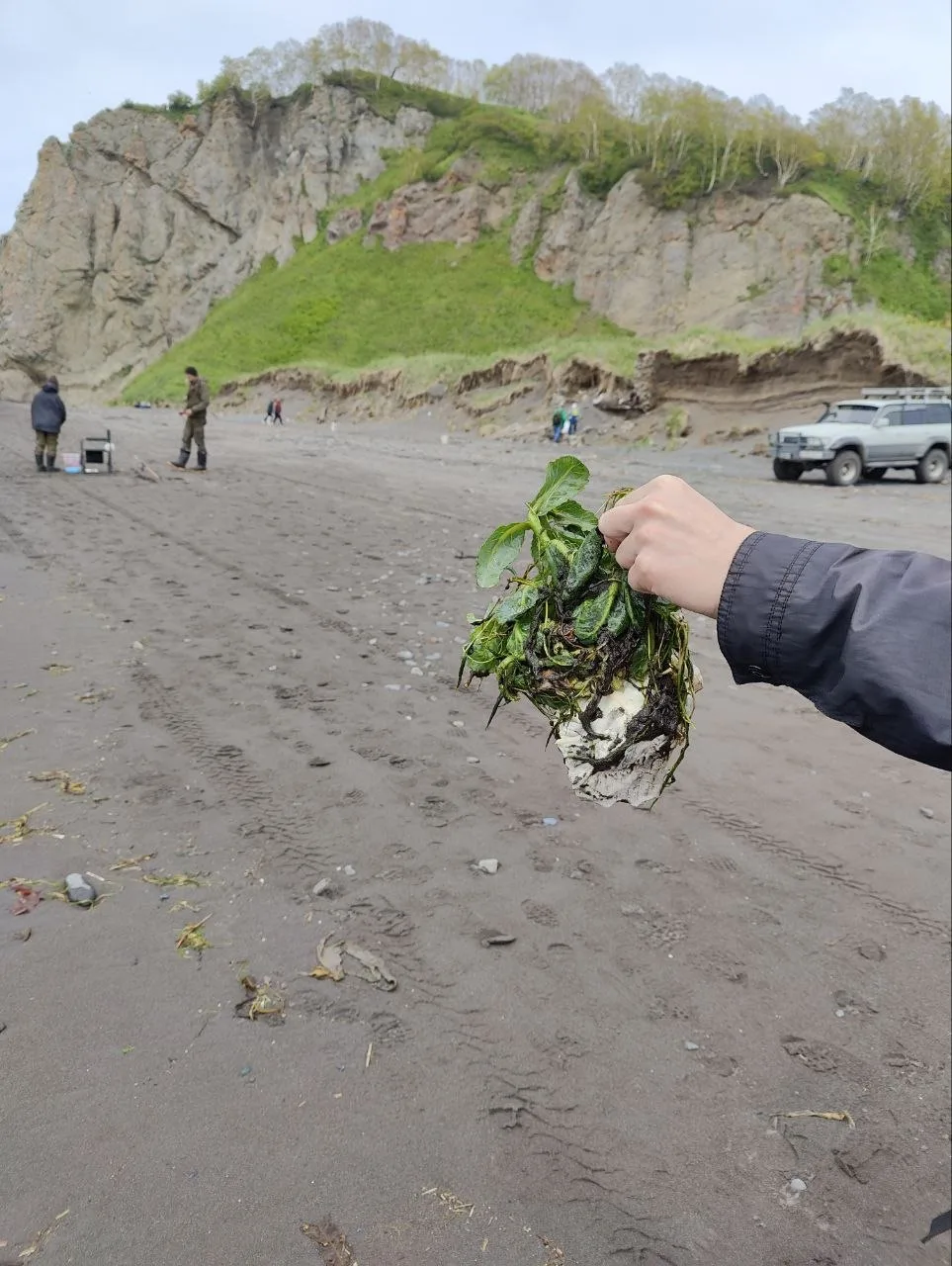 Неожиданная находка 😄🥬

Кочан капусты долго плавал в Авачинской бухте и решил зацвести. 

Снято на
