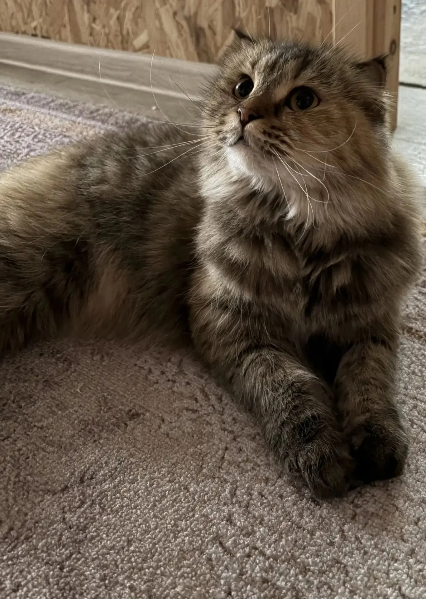 Продолжаем нашу викторину «Угадай учителя по питомцу»! 🐾