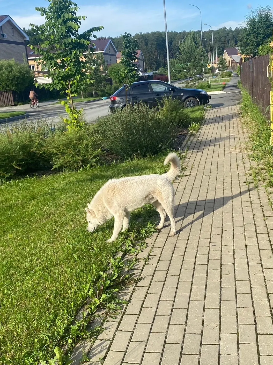 Замечена собака, белая, крупная (Чкаловский район, п. «Совушки»)

Второй день бегает в поселке «Сову