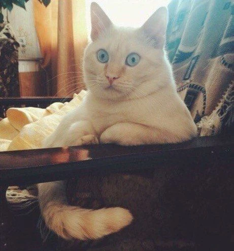 превед