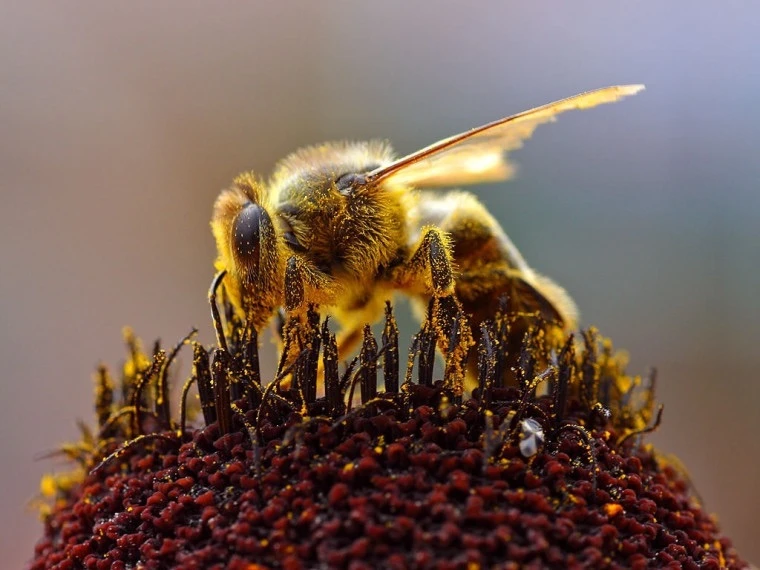 🐝Информирование лиц, занимающихся пчеловодством

➡️Разъяснения порядка использования "Портала пчело