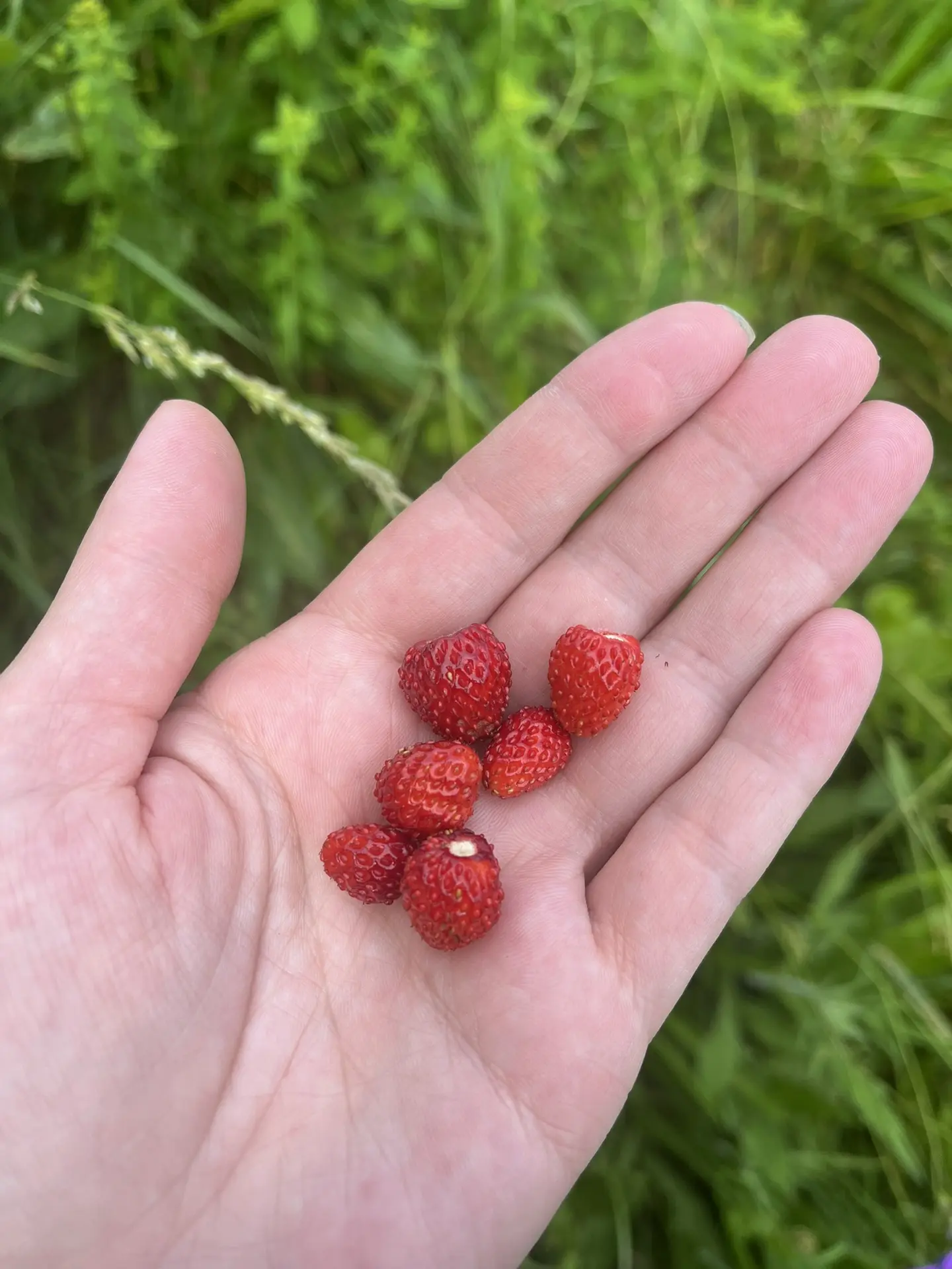 🍓 Ура, товарищи! Сезон начался раньше времени!

Пока мы ждали классическое июльское солнце, наша лю
