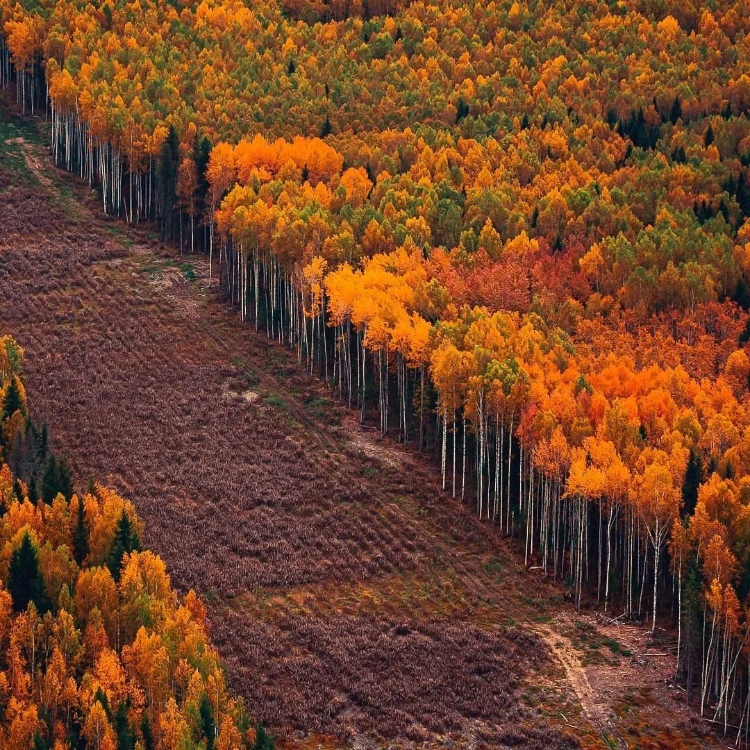 🍂 Осенний лес Пермского края с высоты напоминает огромное полотно, раскрашенное жёлтым...
