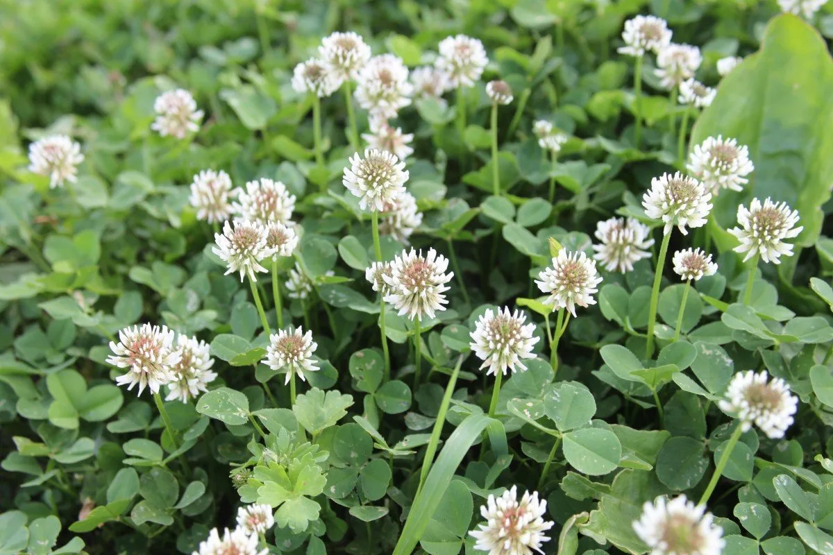 КЛЕВЕР БЕЛЫЙ  🌼 Клевер белый известен также как амория ползучая, кашка белая, клевер голландский, кл