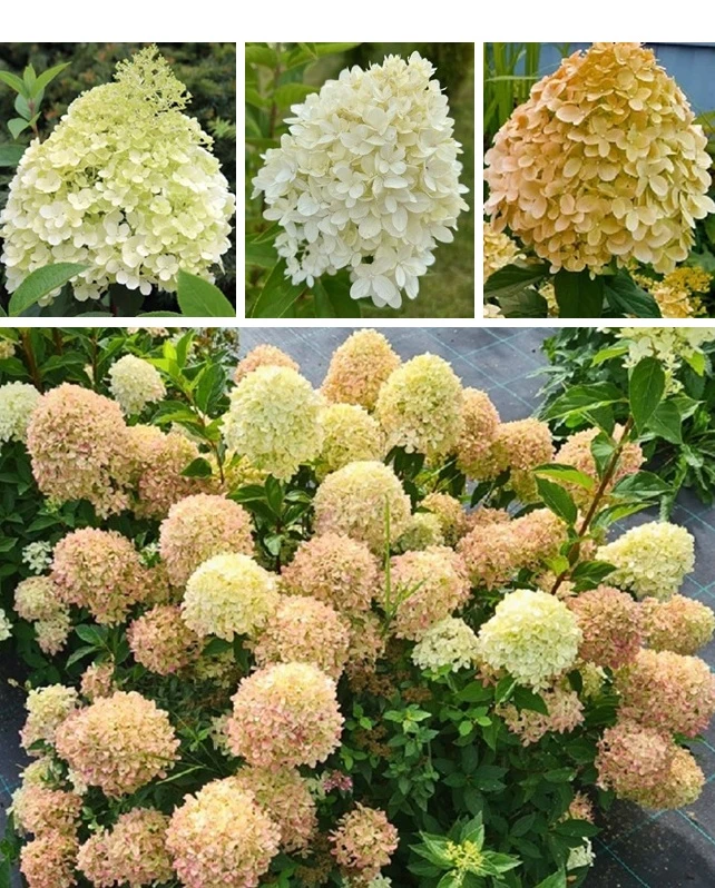 Гортензия Cotton Cream: Хлопковый крем🏵️

Компактный и аккуратный куст с достаточно крупными соцвет