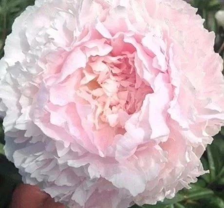 Пион Chiffon Parfait