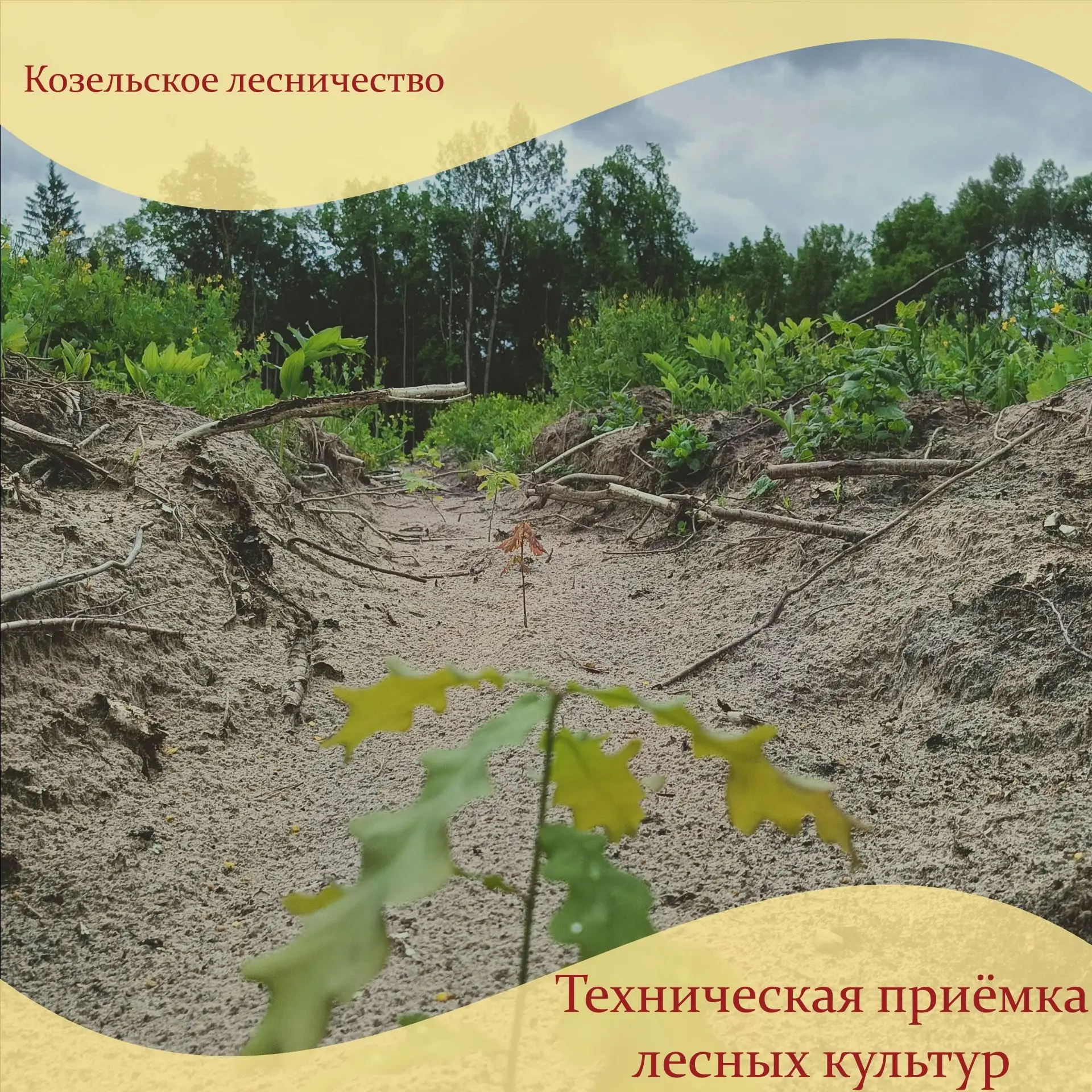 Техническая приемка - залог успешного лесовосстановления.