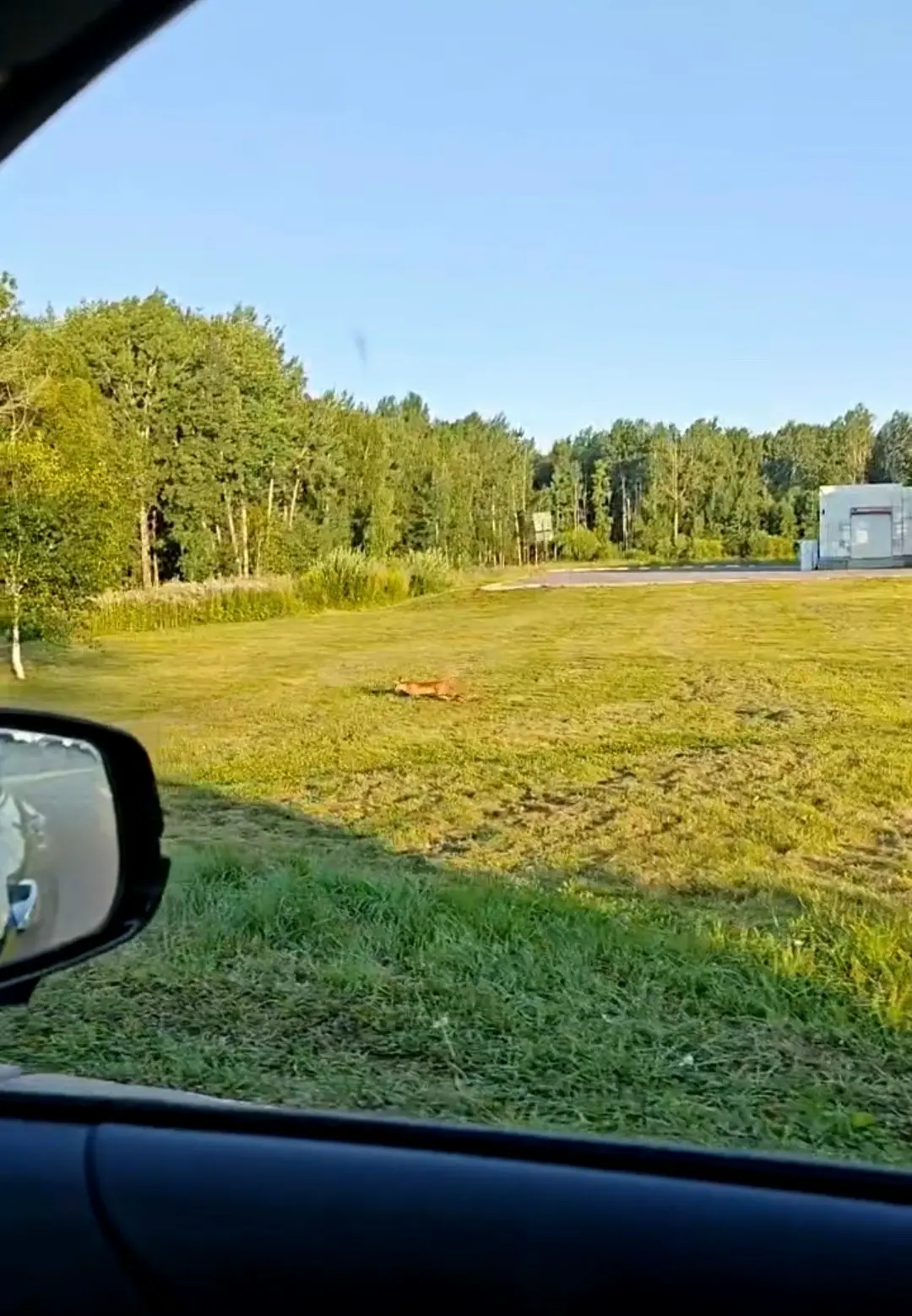 Вот такое рыжее чудо сегодня бегало на выезде из города 

Видео загрузил в комментарии 
Всем хорошег