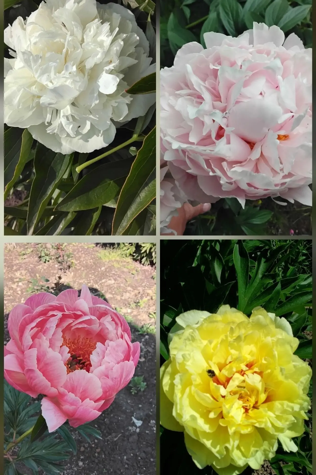 Фото
