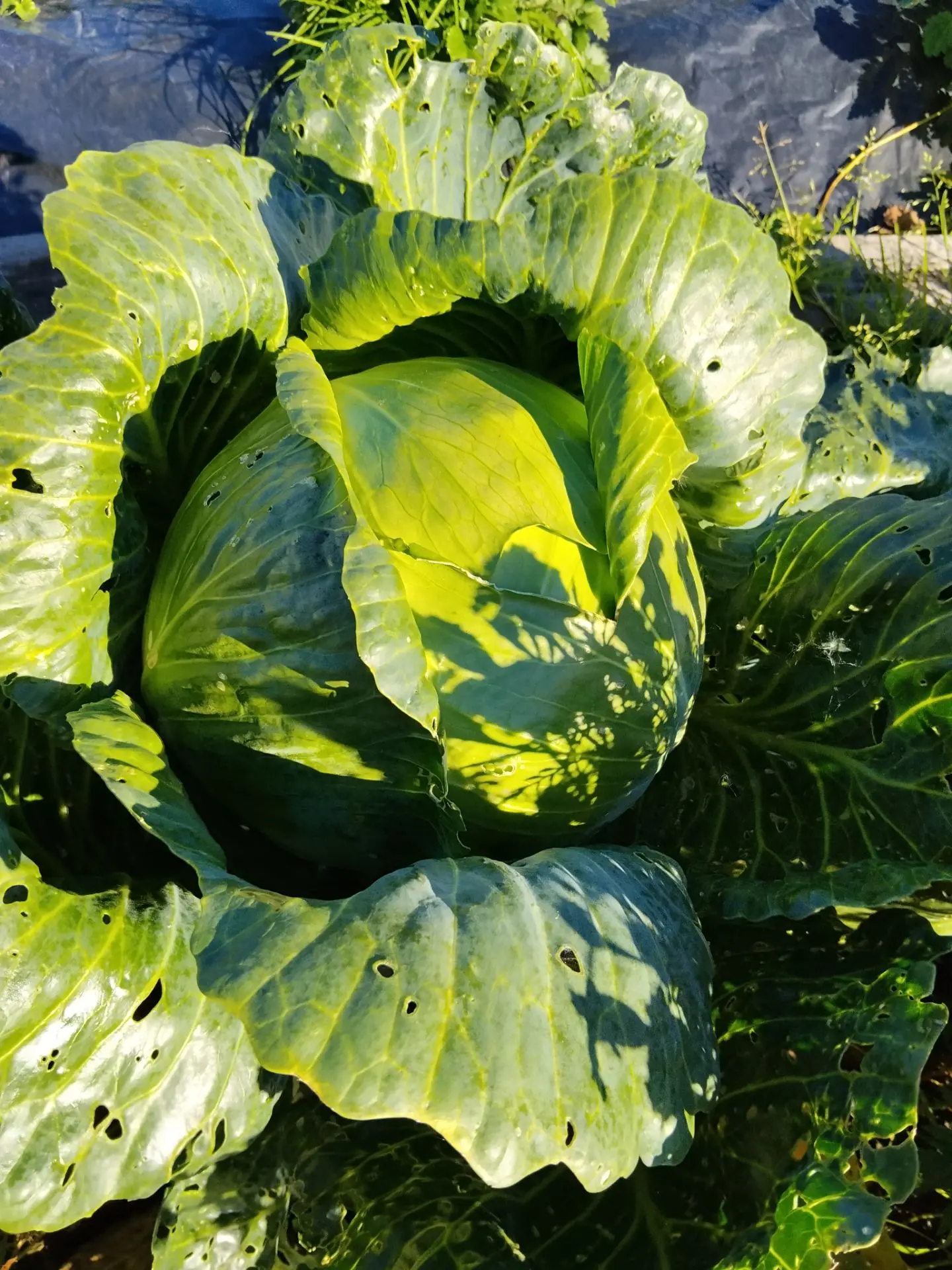 Убрала капусту.🥬 Хорошая. Сорт Колобок. Шесть штук весной у меня взошло из десяти семе...