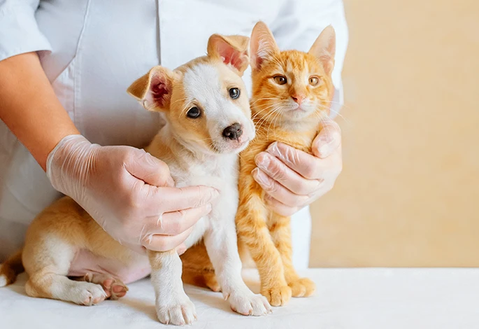 🐶🐱 Что нужно знать о вакцинации кошек и собак