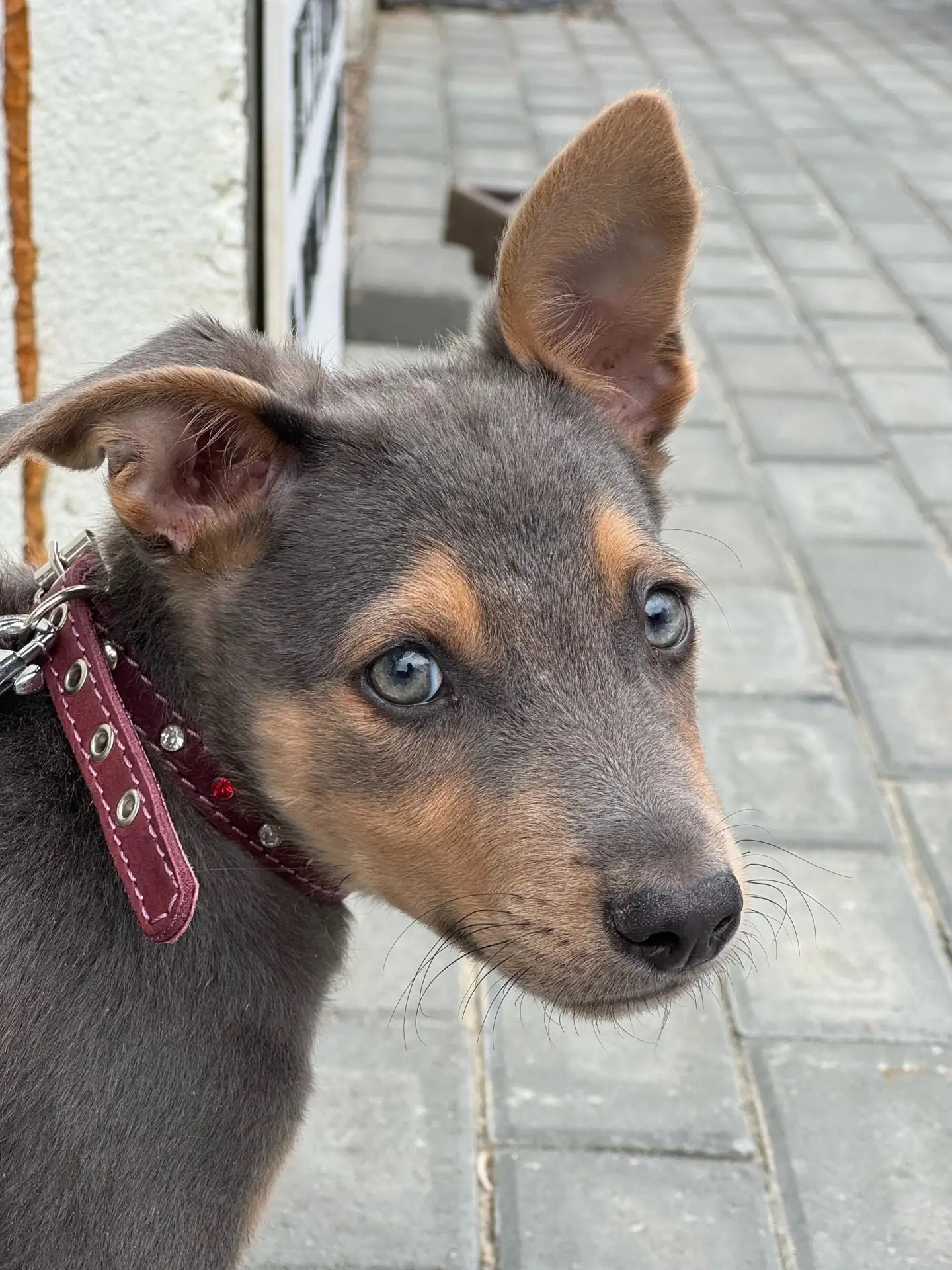 🐾 КАЙ ИЩЕТ ДОМ