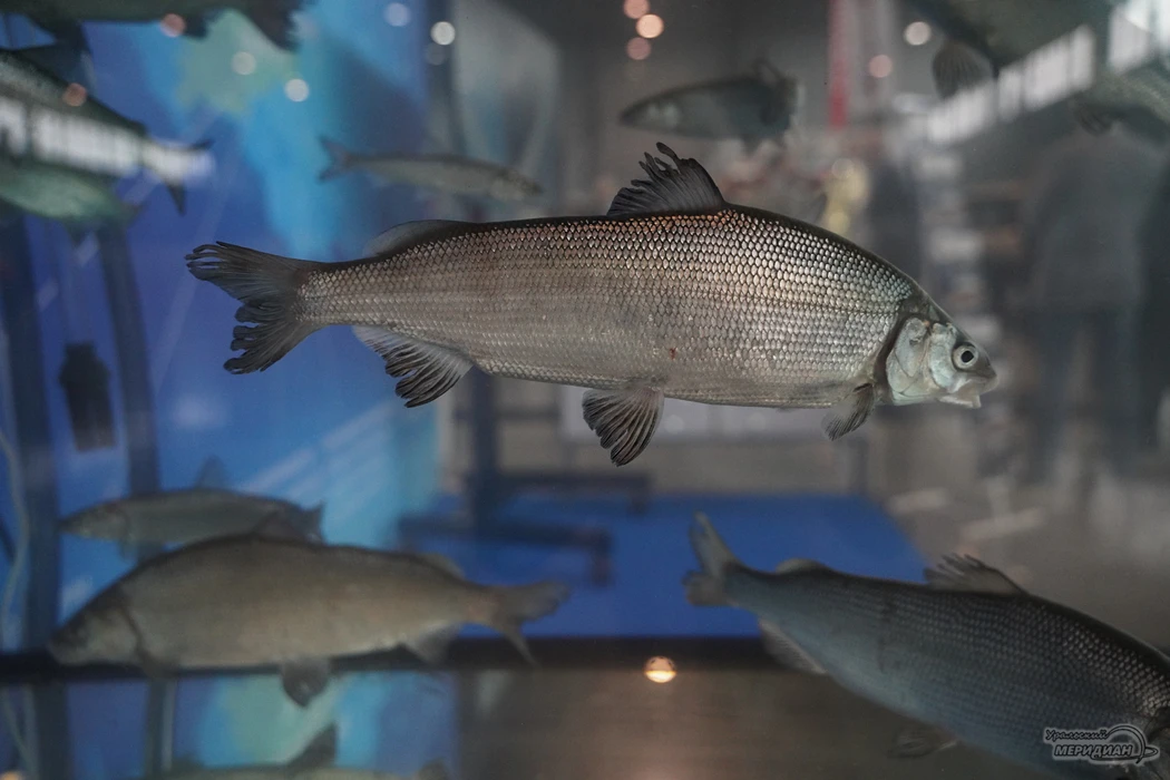🐟 На свердловских водоёмах начался осенний нерестовый период, вместе с ним вступили се...