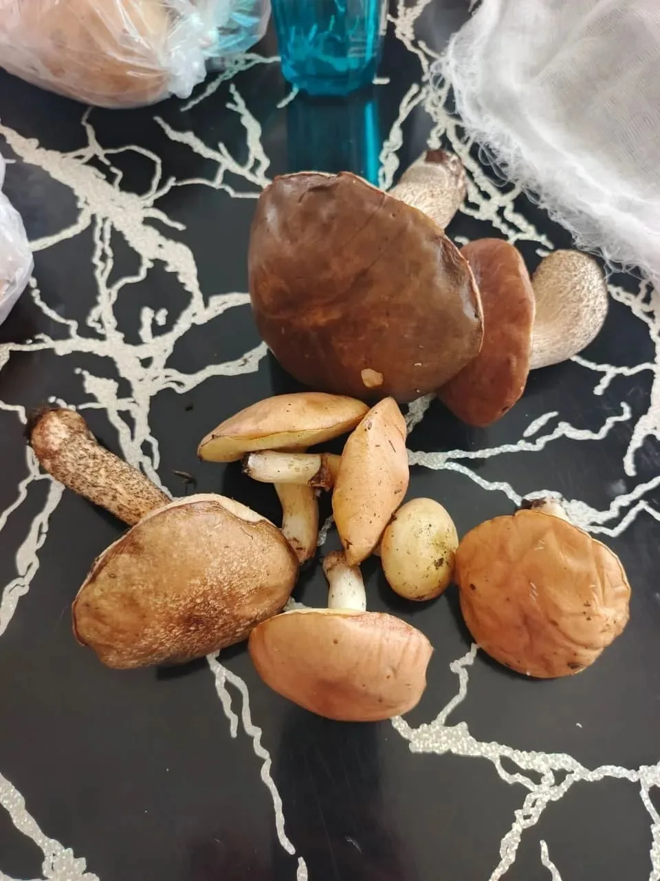 В центре Мирного горожане собирают грибы 🍄