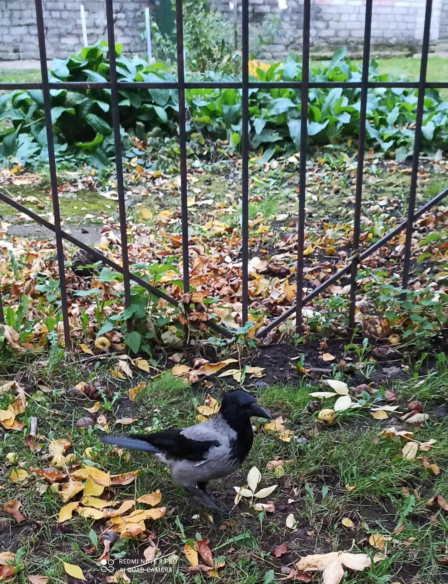 История одной прогулки с серой вороной 🐦‍⬛🍽️