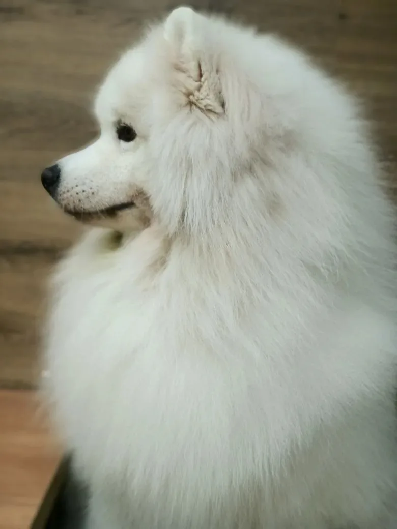 Наш постоянный клиент😍 Самоед  ⚜Локи⚜