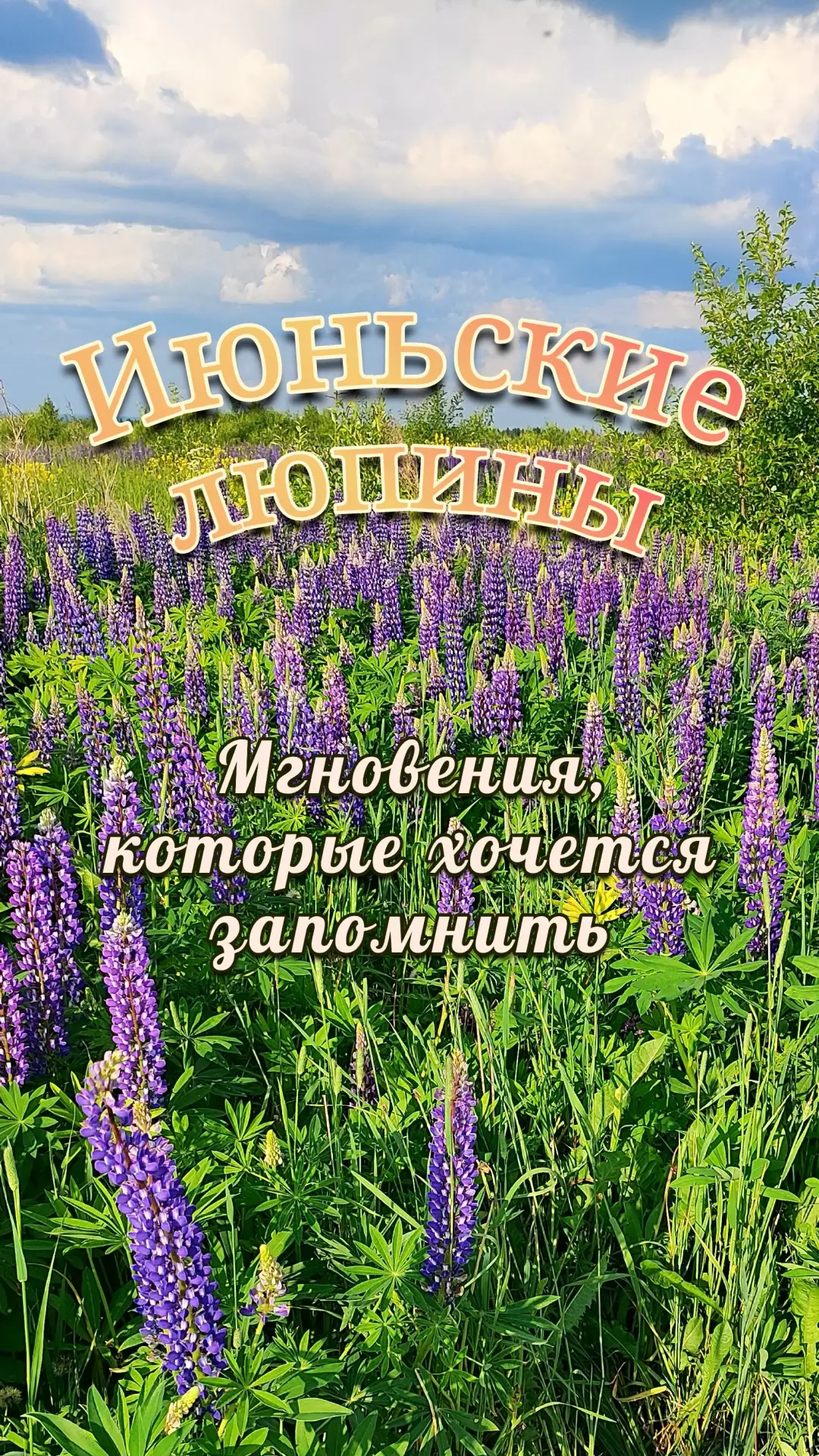 В июне у нас цветут целые поля диких люпинов- это очень красиво! 

Мы сегодня ездили в такое поле по