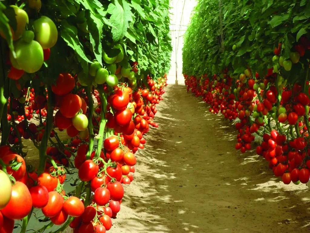 🍅🍅🍅ТОМАТЫ ПЛОДОНОСЯТ БЕЗ ОСТАНОВКИ! Только налила этот простейший коктейль, и теперь...