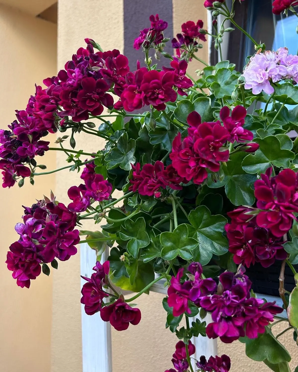🌱 Пеларгония плющелистная (Pelargonium peltatum)
