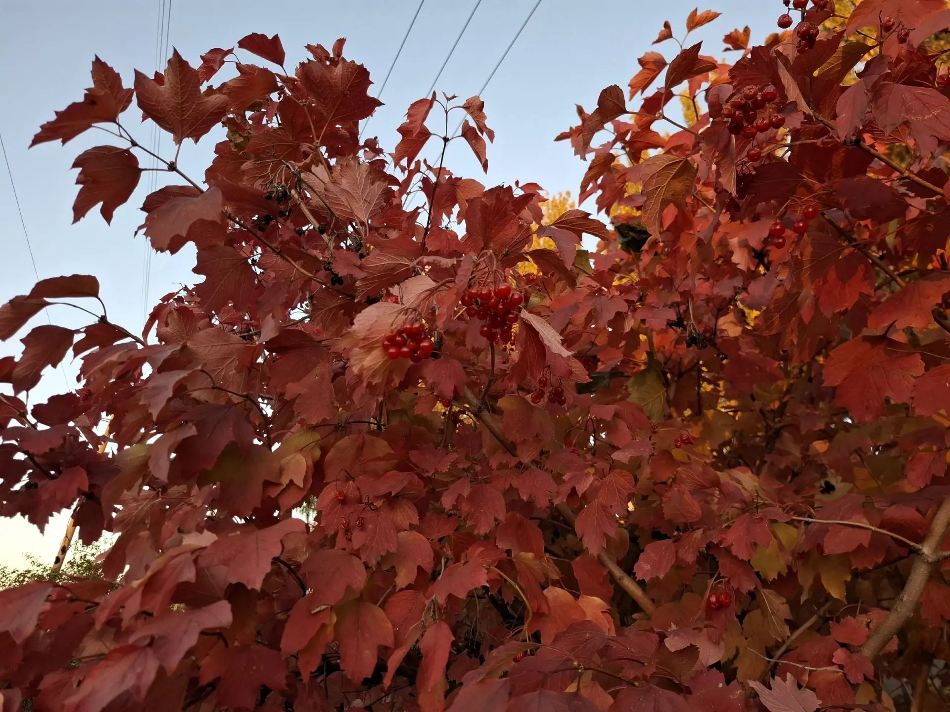 🍁 Доброе утро!