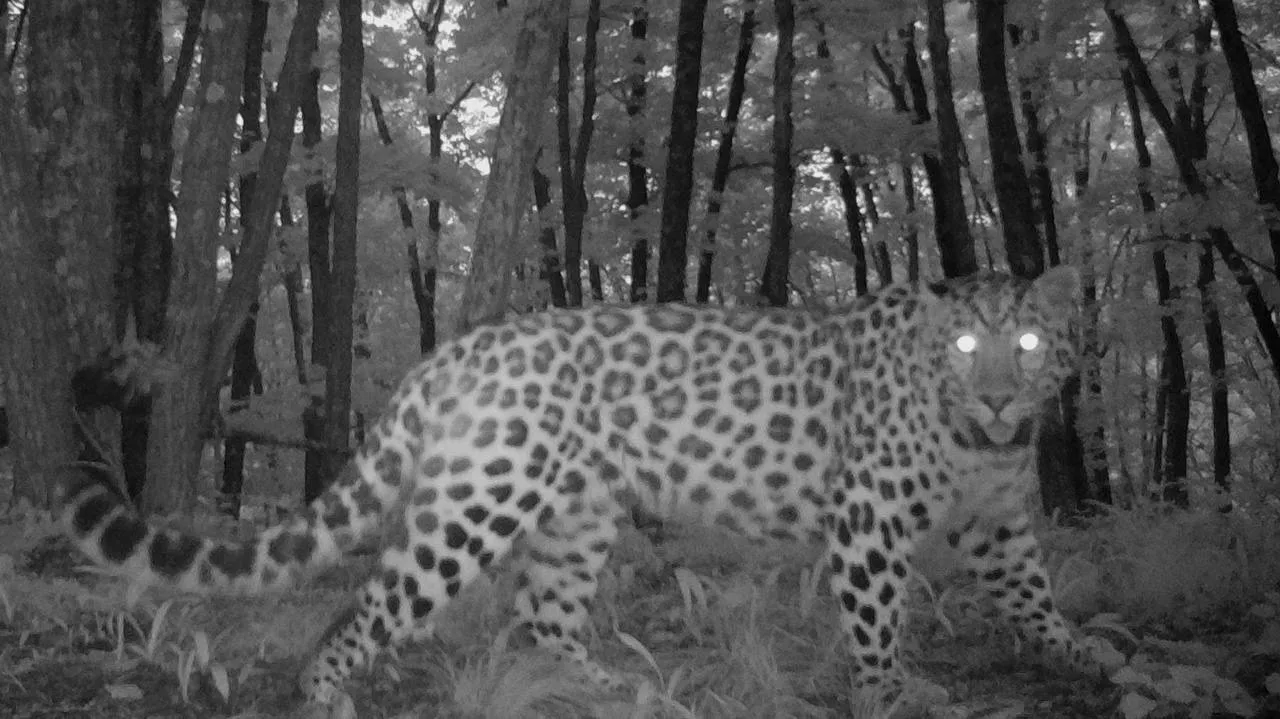 Шикарный и забавный самец Leo 239M 🐆  Продолжаем знакомиться с «Леопардами дружбы», на этот раз это 
