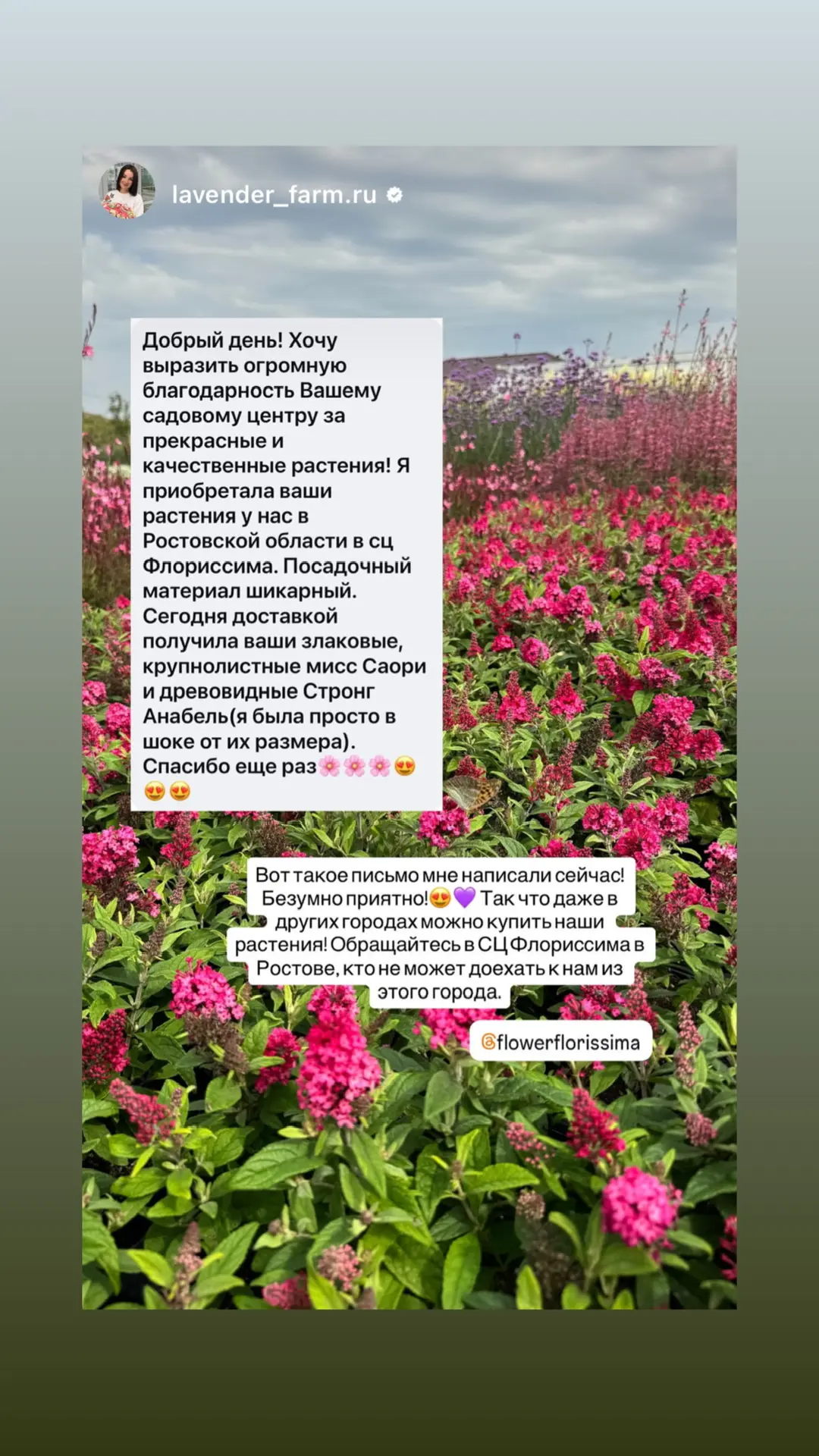 Тюльпанов мы получили ОЧЕНЬ МНОГО! 🌷🔥