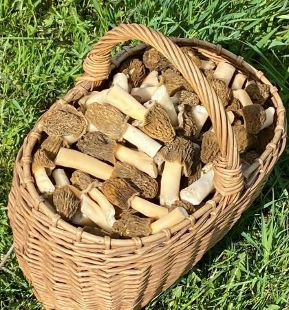 🍄 Нашествие сморчков и строчков в лесах Кировской области  ---------------- 👉 Поиск каналов в MAX  🚀