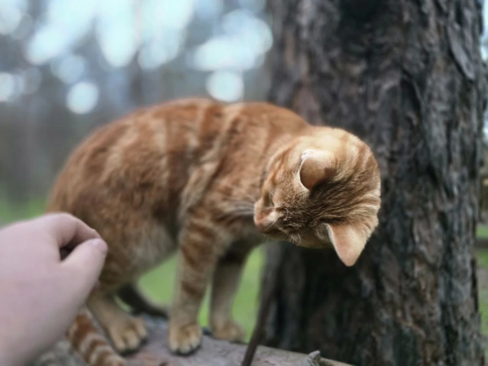 Наша любимая рублика: "Блиндажные котики и кошечки" 🐈