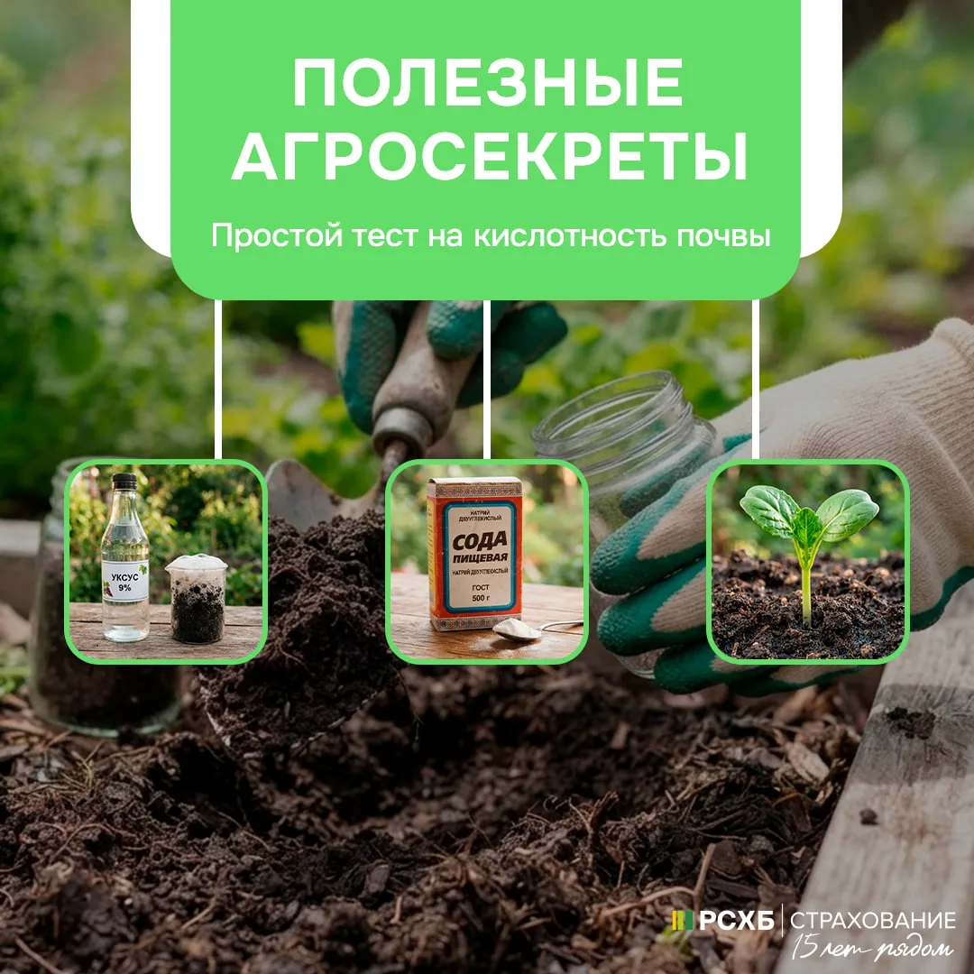 Определяем кислотность почвы за 5 минут с помощью соды и уксуса 🧪🌱