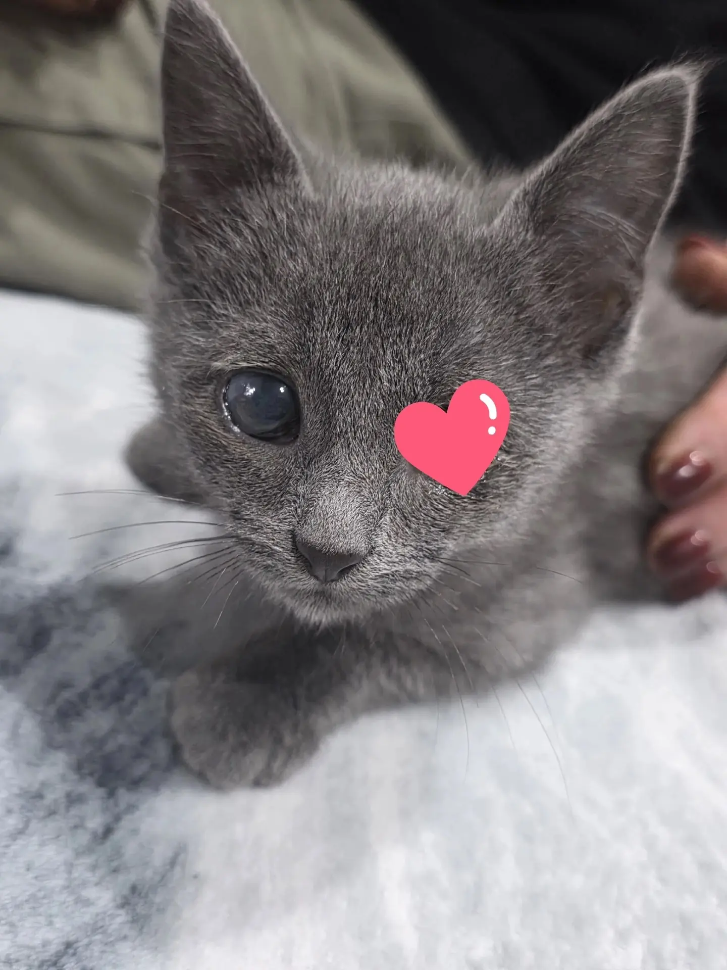 💌Кошечка Мышка ищет дом. Была найдена в ужасном состоянии, позади длительное лечение. ...