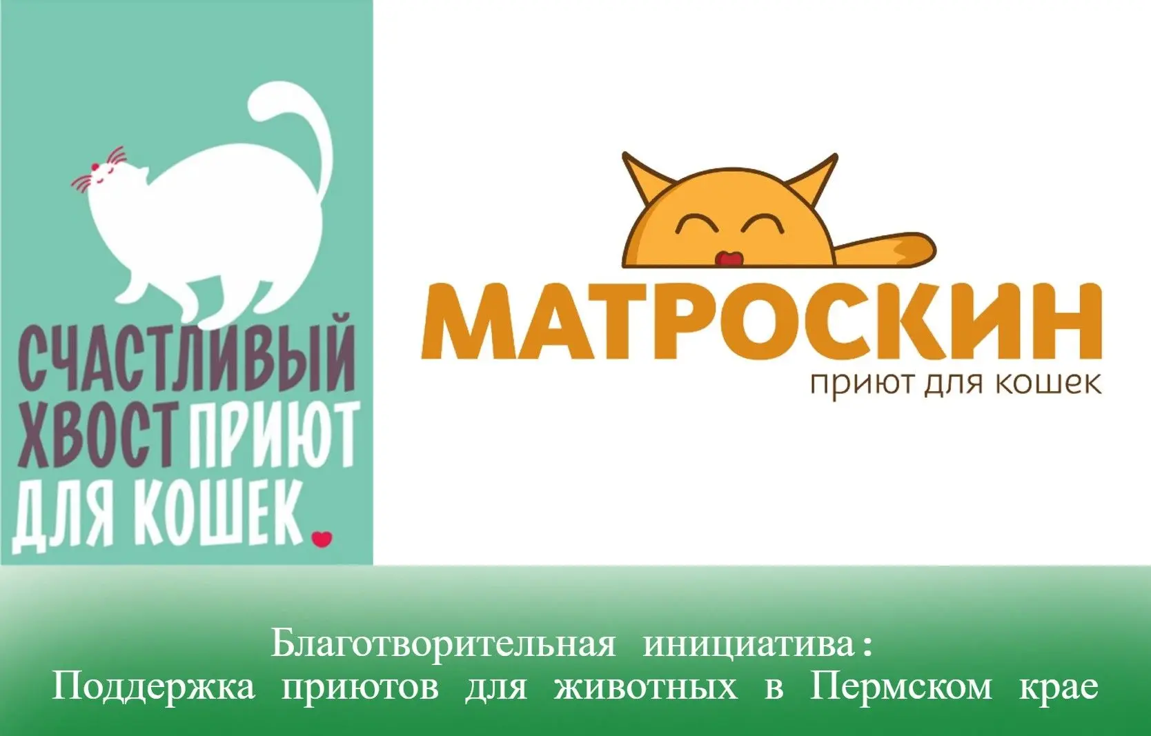 Благотворительная инициатива: Поддержка приютов для животных в Пермском крае