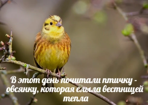 🌾✨ День Овсянки — народный праздник, который символизирует приход тепла и пробуждение ...