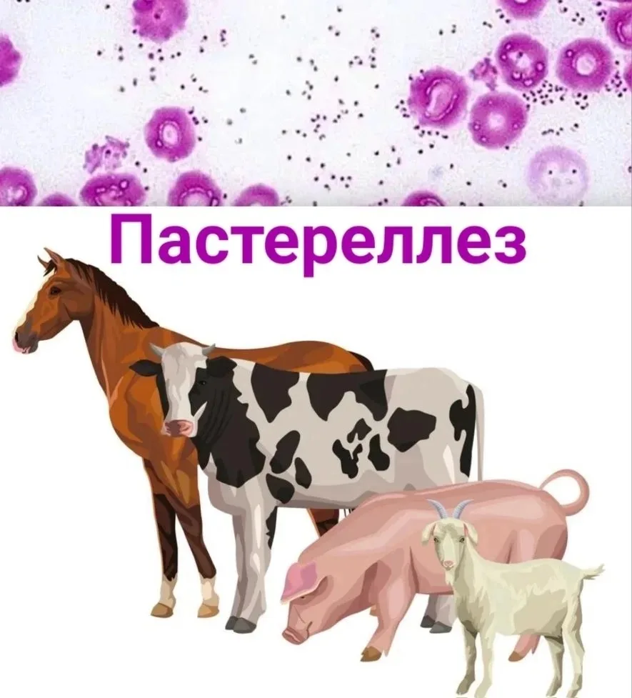 ПАСТЕРЕЛЛЕЗ (ГЕМОРРАГИЧЕСКАЯ СЕПТИЦЕМИЯ) ☢ — это инфекционная болезнь многих видов дома...