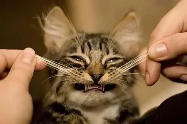 🐱 У здоровой кошки должно быть ровно 24 усика — по 12 с каждой стороны