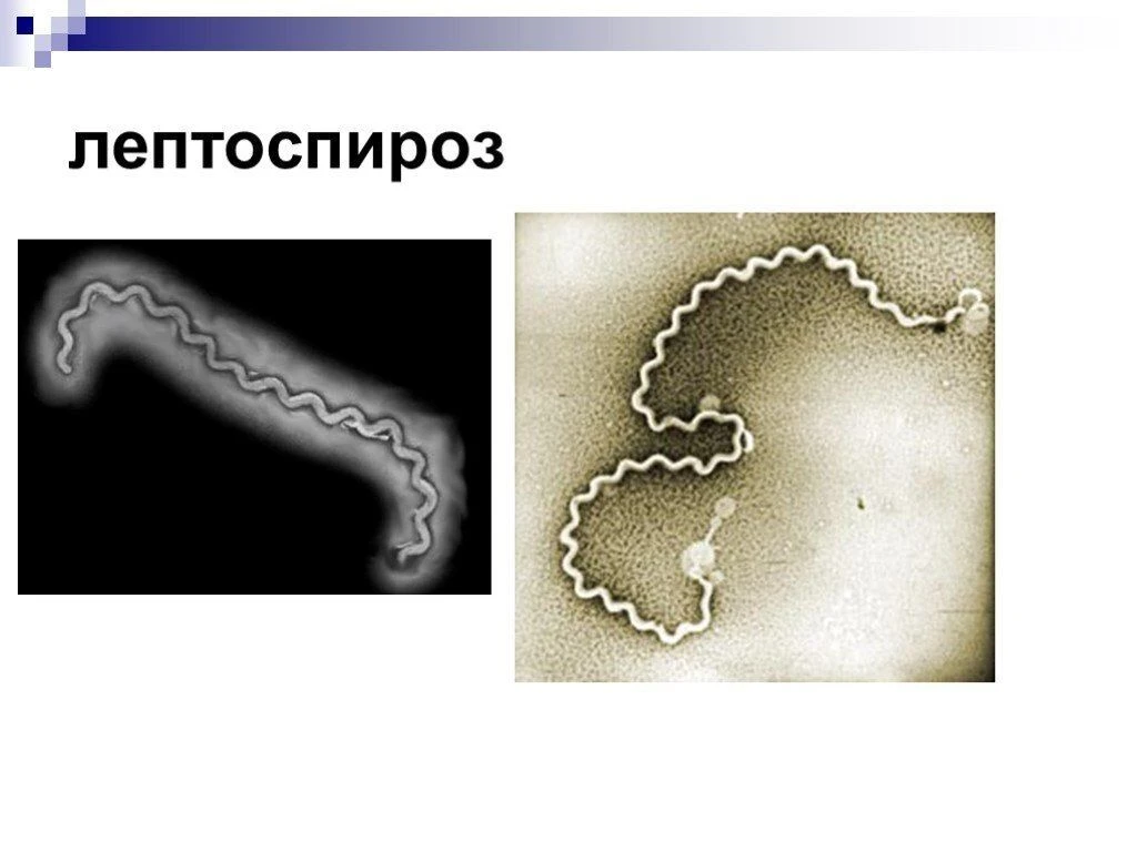 Лептоспиро́з (Leptospirosis), контагиозное заболевание животных. Проявляется повышением...