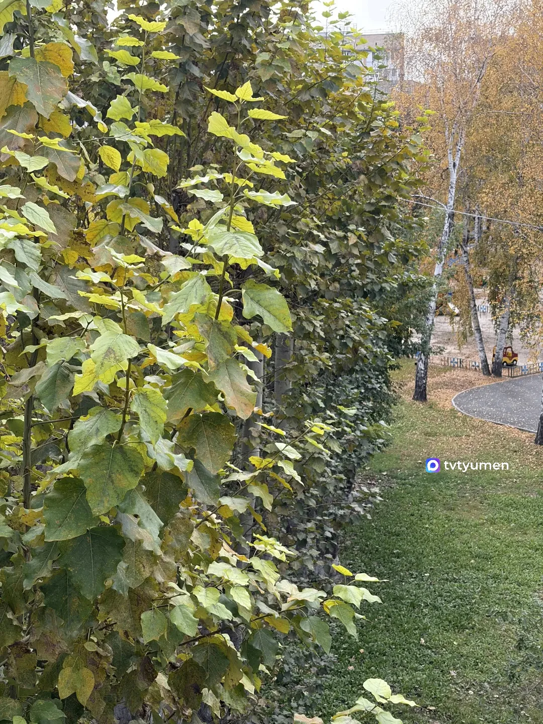 Зелёно-жёлтый пейзаж от подписчика 🍂