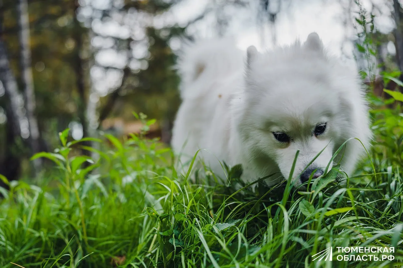 🐶 Луна оценила площадку для собак в «Комарово парке»