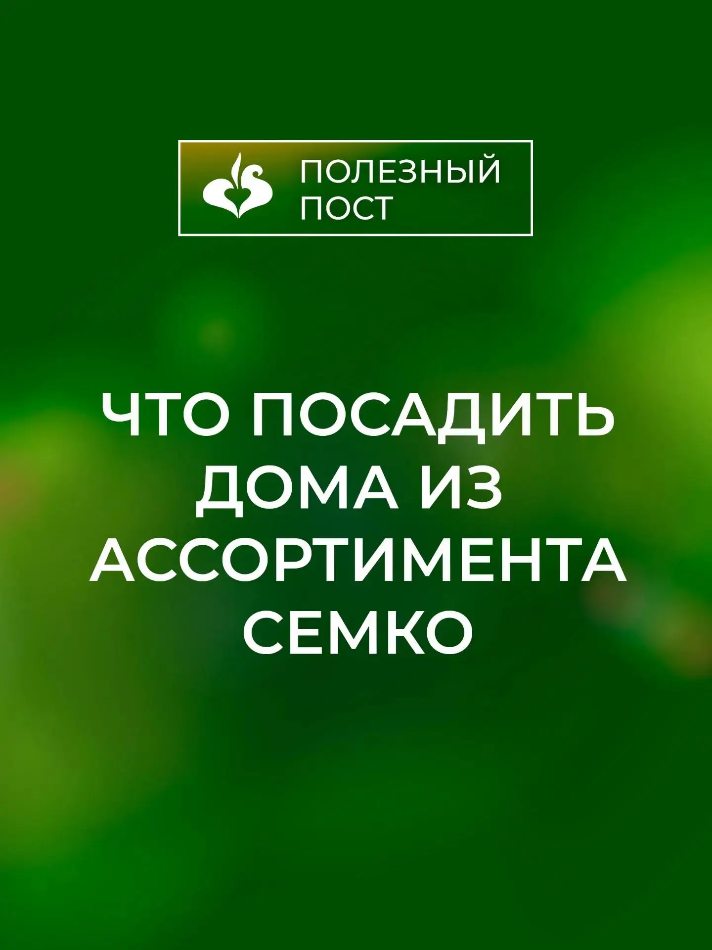 Что посадить дома из ассортимента Семко.