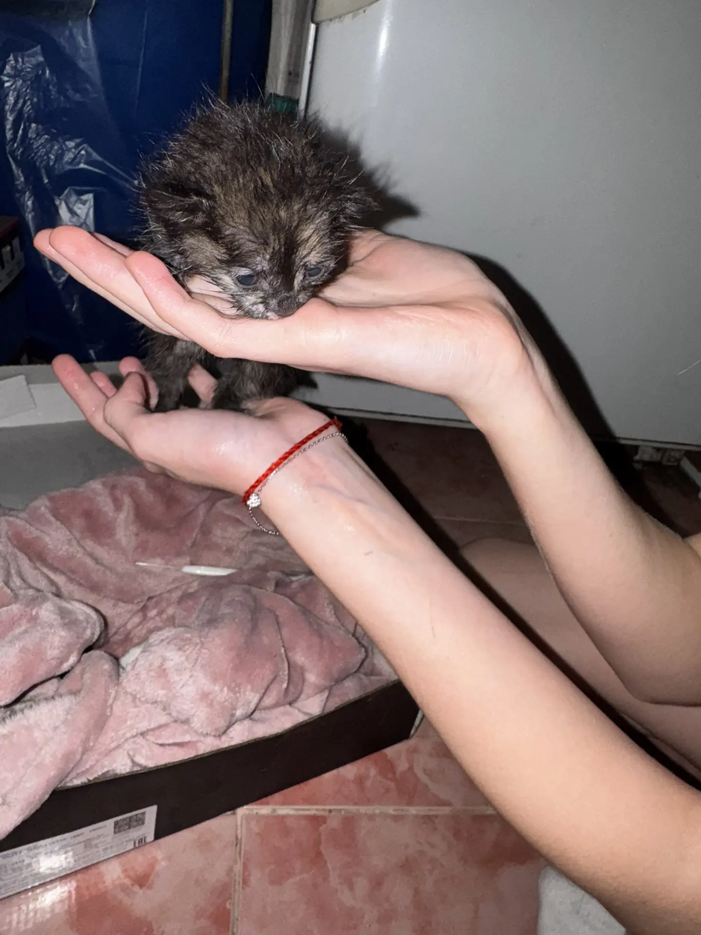 Очень срочно нужно пристроить котенка либо найти кормящую кошку.