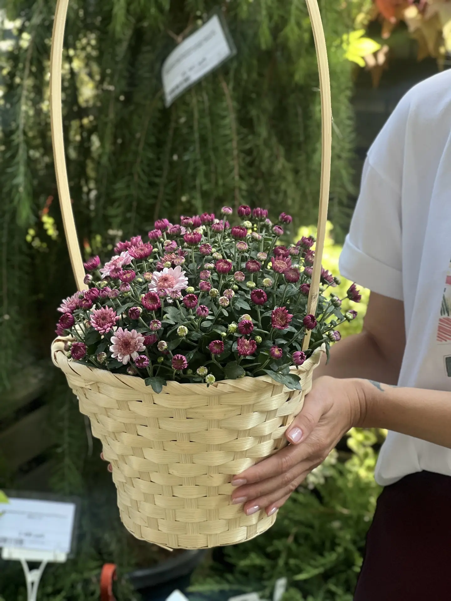 🎉Супер цена на хризантему мультфлора, p15— всего 390₽.