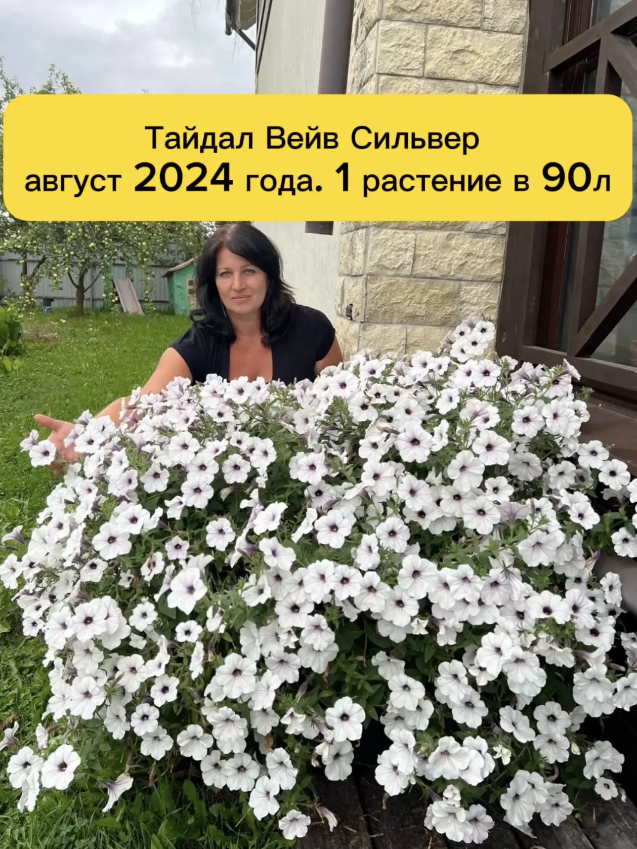 Тайдал Вейв - гигантский сорт петунии, который есть наверное у каждого цветовода.