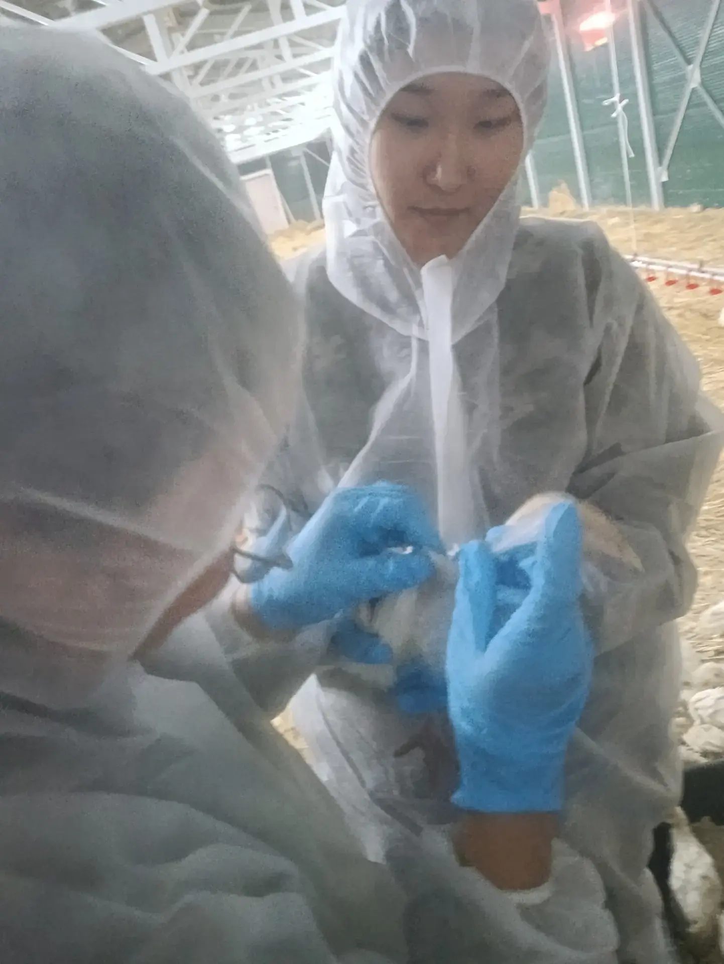 Специалисты Мархинского ветеринарного участка совместно с практикантами провели комплексное ветерина