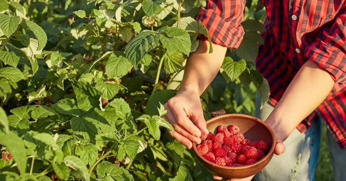 Как ухаживать за малиной и смородиной после сбора урожая?🫐🍇