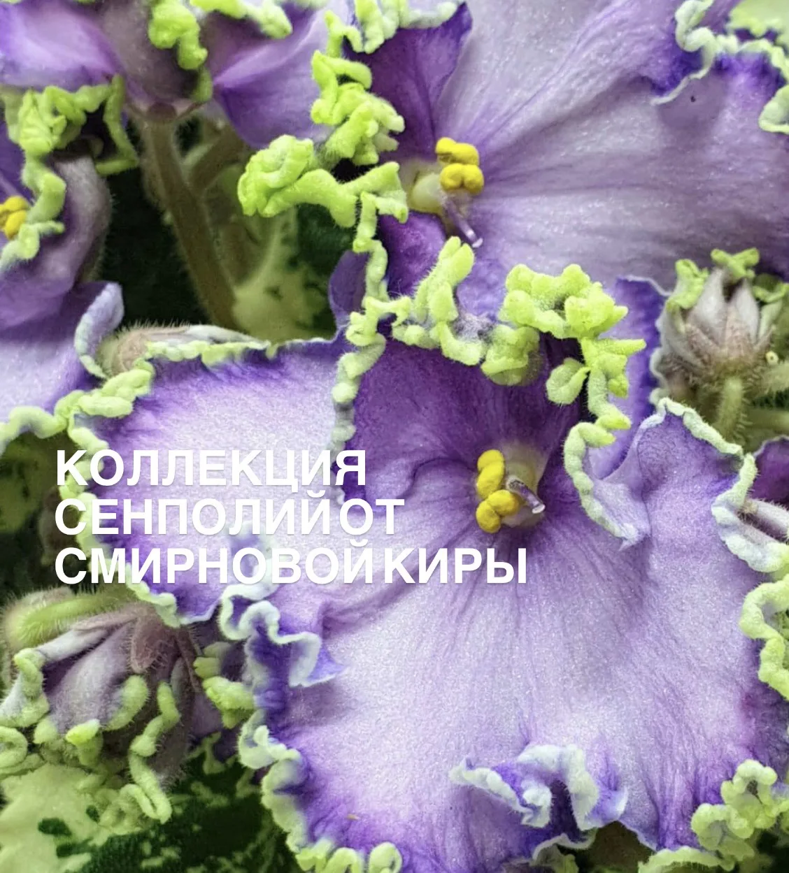Самый главный ежегодный праздник в питомнике Летний сад! Фестиваль «Феерия цветов»!  Совсем скоро - 