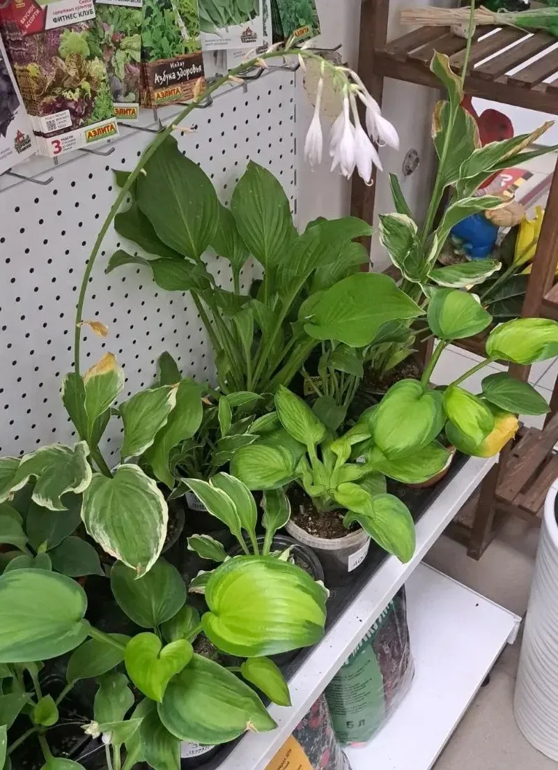 «Термит»: Хосты в ассортименте — от 250 рублей! 🌿✨

Друзья, поступили хосты в ассортименте — выбира
